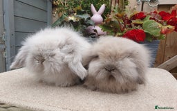 Mini Lion Lop rabbits for sale: Baby lionlop brothers - Image 2