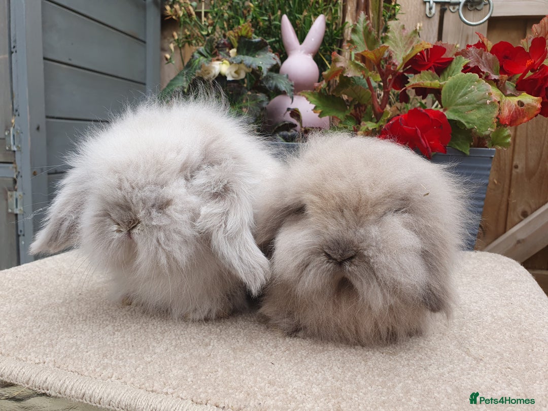 Mini Lion Lop rabbits for sale: Baby lionlop brothers - Image 2