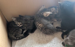 Domestic Shorthair cats for sale: Tabby and black kittens  - Image 7