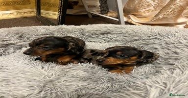 Miniature Dachshund dogs gorgeous dachshund puppy(1girl left)🐶🐾  - Advert 6
