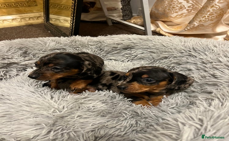 Miniature Dachshund dogs gorgeous dachshund puppy(1girl left)🐶🐾  - Advert 10