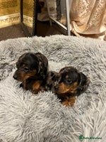 Miniature Dachshund dogs gorgeous dachshund puppy(1girl left)🐶🐾 - Advert 1