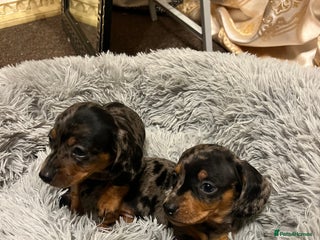 Miniature Dachshund dogs gorgeous dachshund puppy(1girl left)🐶🐾 - Advert 2
