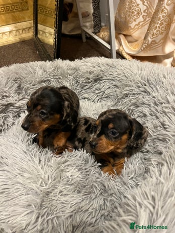 Miniature Dachshund dogs gorgeous dachshund puppy(1girl left)🐶🐾 - Advert 5