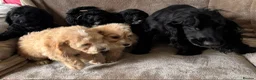 Cockapoo dogs for sale: Beautiful Cockapoo Puppies For Sale - Advert 2