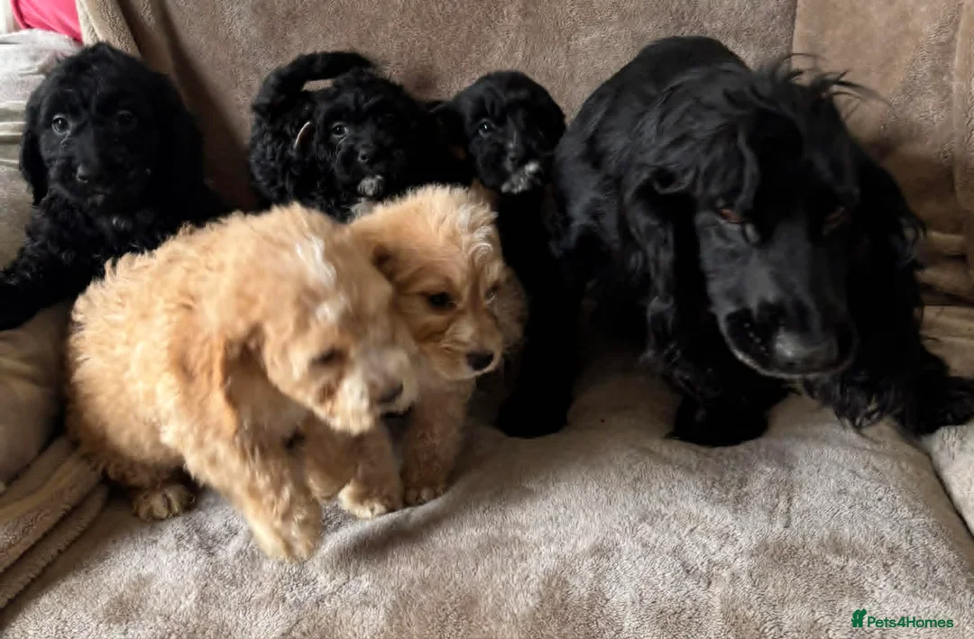 Cockapoo dogs for sale: Beautiful Cockapoo Puppies For Sale - Advert 2