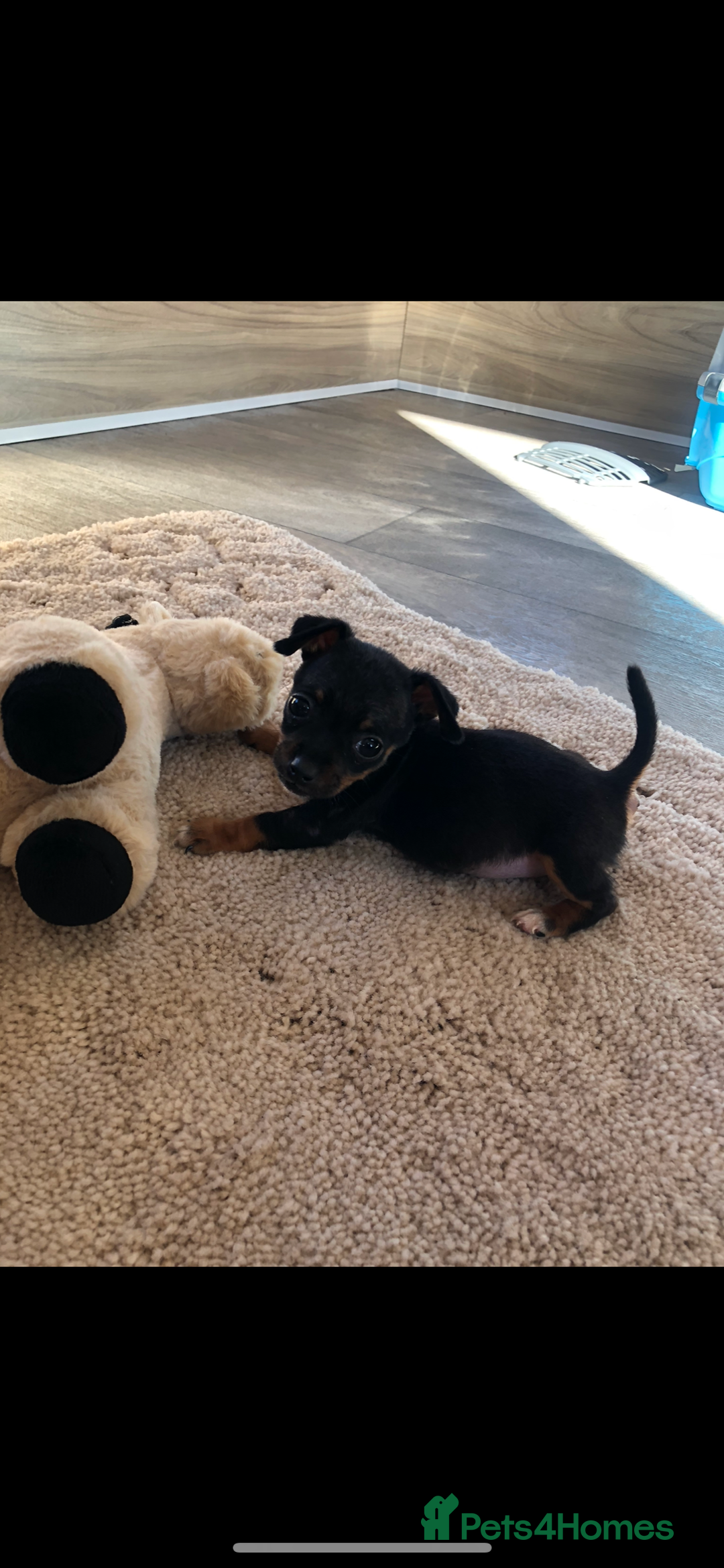 Jack Russell dogs for sale: Jack Russell  - Image 2