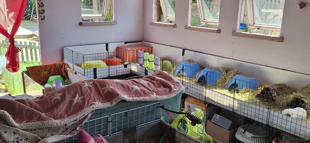 Guinea Pig rodents for sale: MEADOW SIDE CAVIES HEREFORDSHIRE  - Advert 26