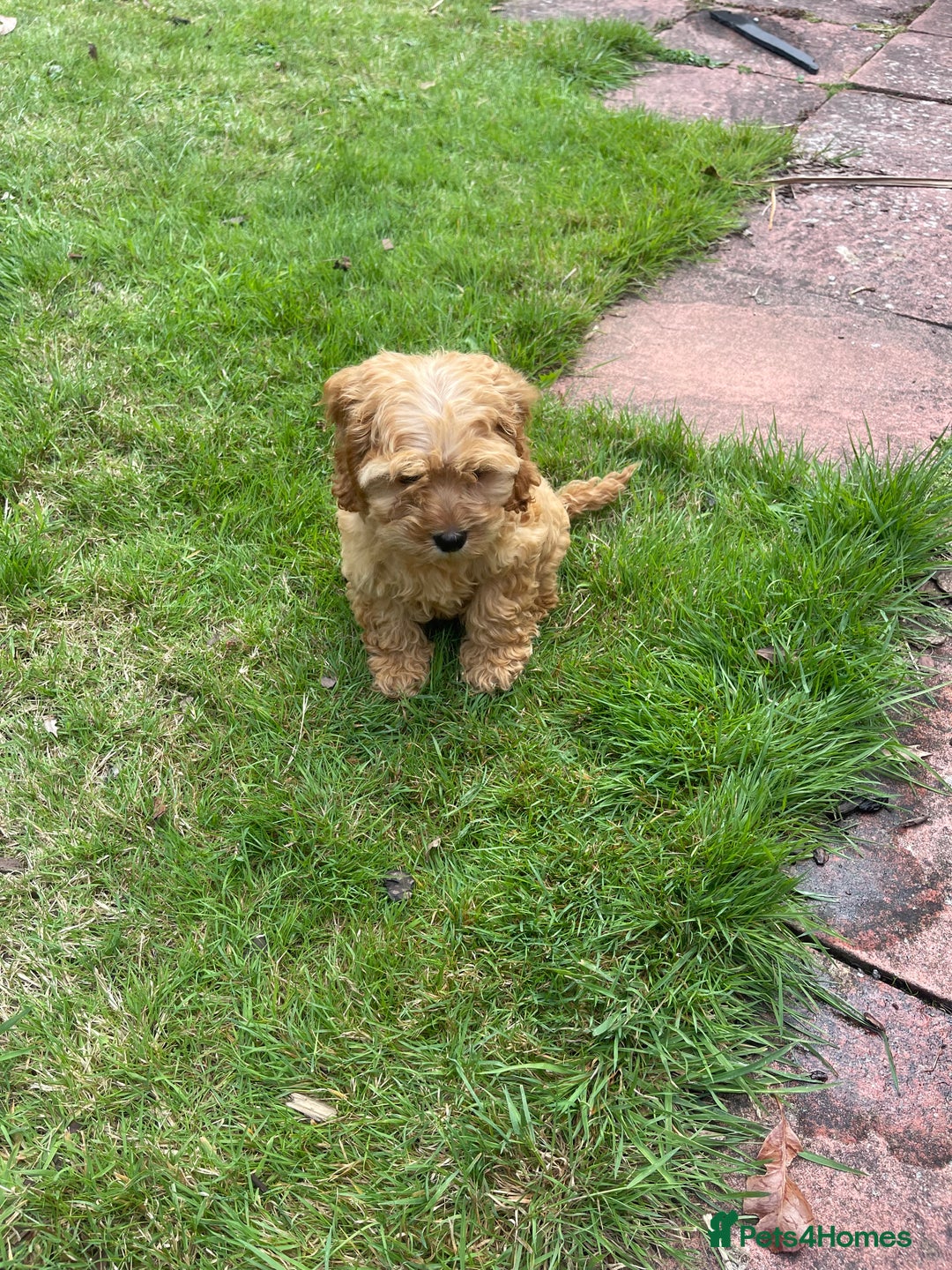 Cockapoo dogs for sale: Beautiful Cavapoo Puppy of Fox Red F1  - Image 6