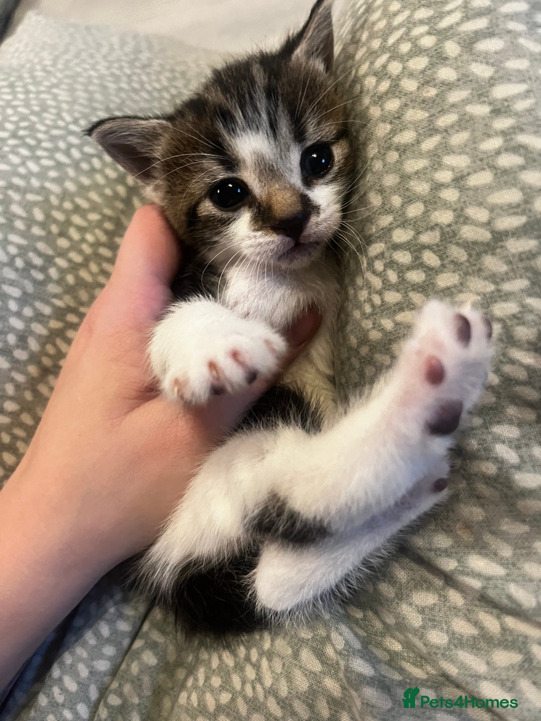 Mixed Breed cats for sale: Perfect Kittens  - Image 16