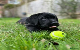 Labrador Retriever dogs for sale: Show chunky black Girls Available  - Image 4
