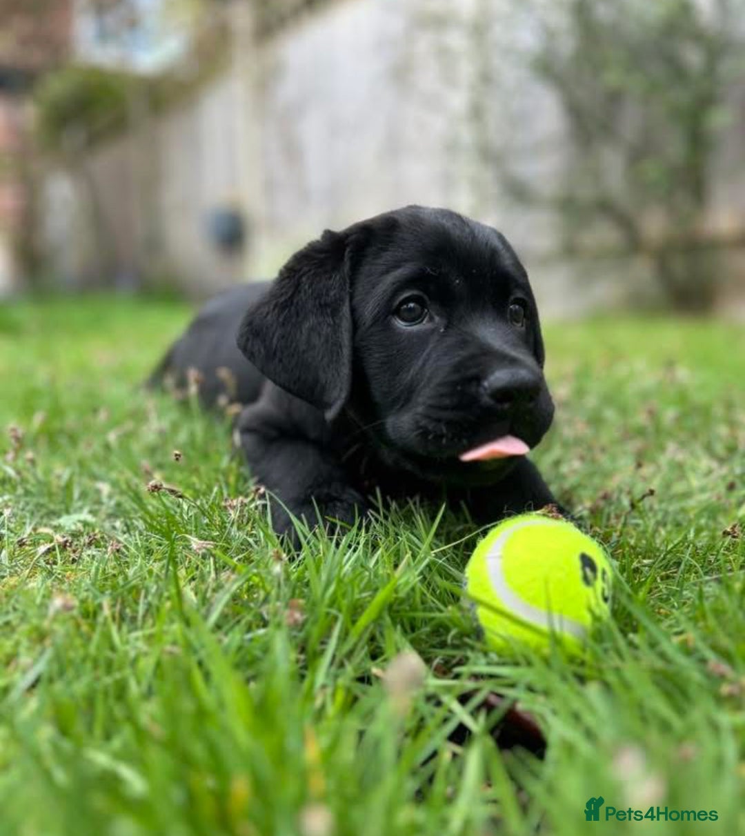 Labrador Retriever dogs for sale: Show chunky black Girls Available  - Image 4