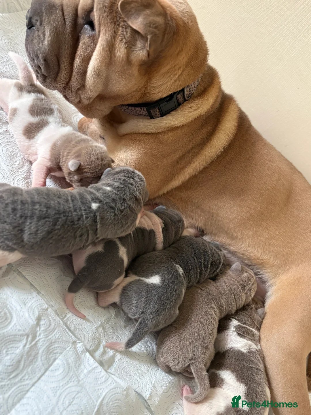 Shar Pei dogs for sale: Stunning rare Shar-Pei puppies  - Advert 3