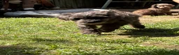 Cockapoo dogs for sale: the cutest F1 cockapoos in kent  - Advert 12