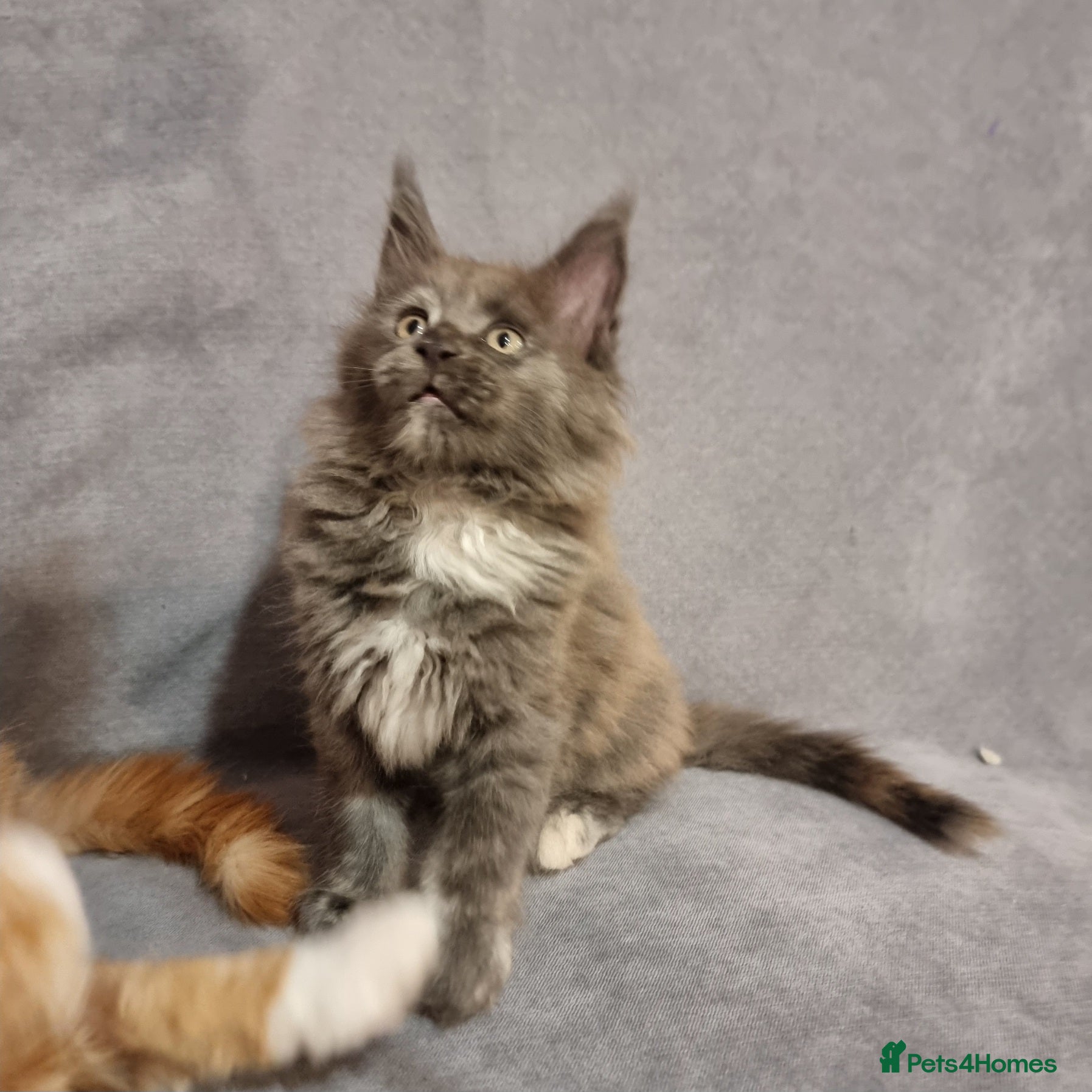 Maine Coon cats Gorgeous TICA register girl - Advert 1