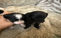 Jackapoo dogs for sale: Jackapoo - Advert 7