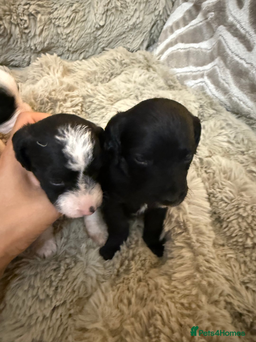 Jackapoo dogs for sale: Jackapoo - Advert 7