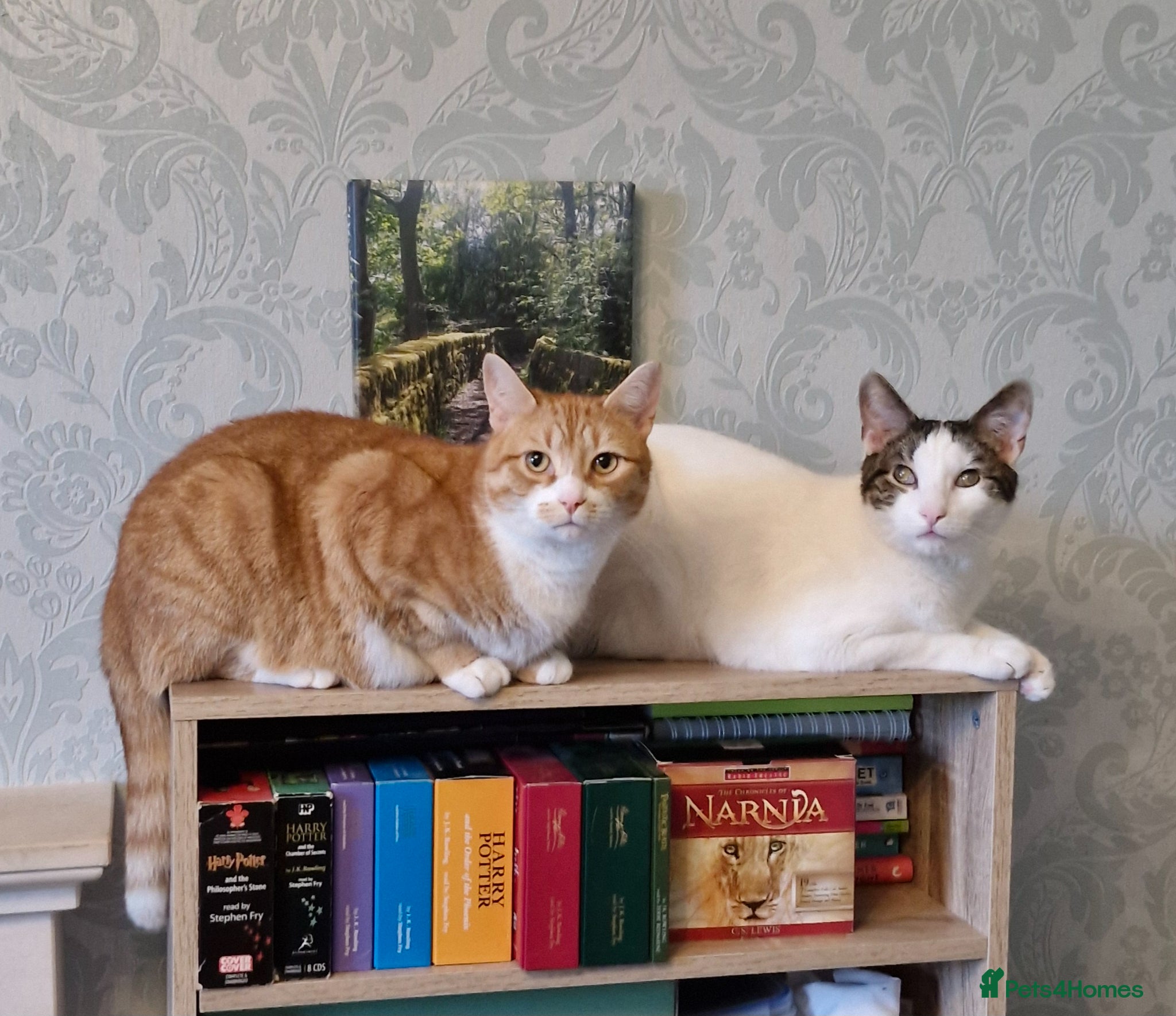 Mixed Breed cats Chappie 6yrs Jasper 5yrs. Free to very good home - Advert 1