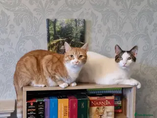 Mixed Breed cats Chappie 6yrs Jasper 5yrs. Free to very good home - Advert 1