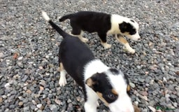 Border Collie dogs for sale: Border Collie Pups  - Image 2