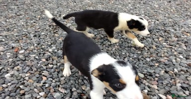 Border Collie dogs - Advert 16