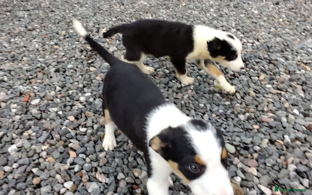 Border Collie dogs for sale: Border Collie Pups  - Image 2