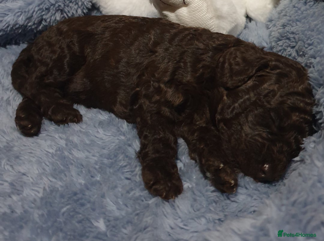 Jackapoo dogs for sale: Chocolate Jackapoo Female F1B - Image 6