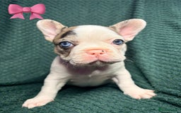 French Bulldog dogs for sale: 2 weeks and will be able to leave - Image 5