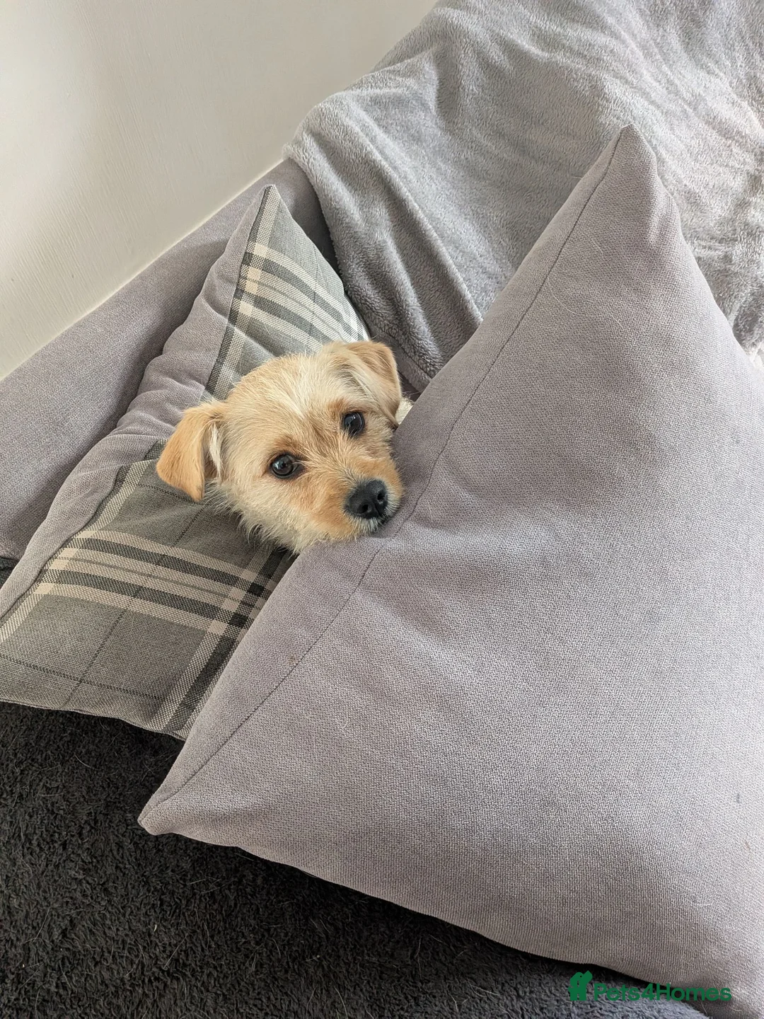 Mixed Breed dogs for sale: Sandy  - Advert 3