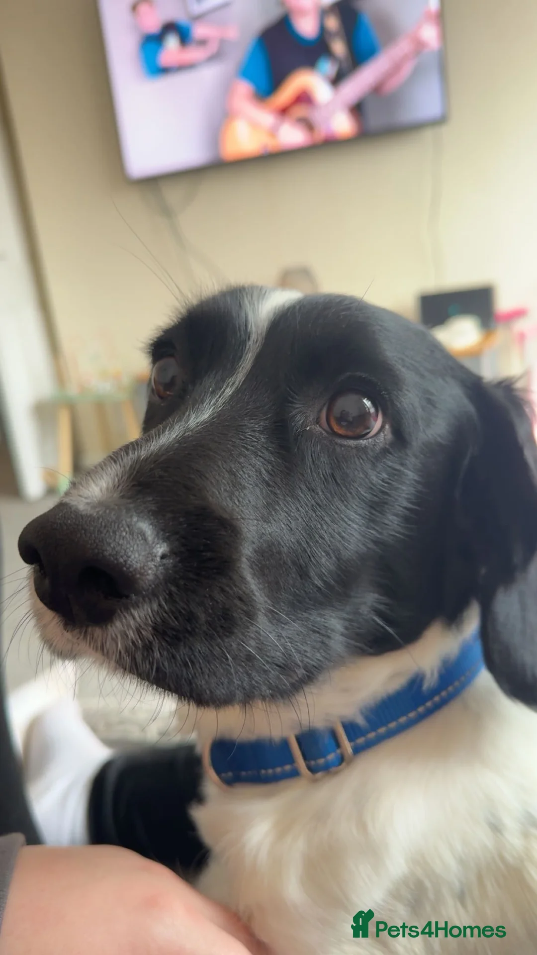 Sprocker dogs for sale: 1 Year Old Sprocker Male - Advert 4