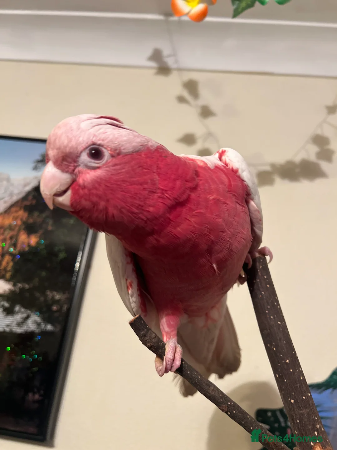 Parrots birds for sale: Rare Galah Lutino male  - Advert 5