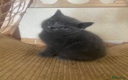 British Shorthair cats for sale: 6 British Shorthair Kittens - Perfect  **  4  ** ! - Advert 5