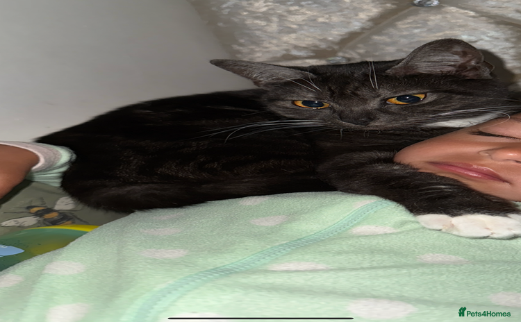 Mixed Breed cats - Advert 10