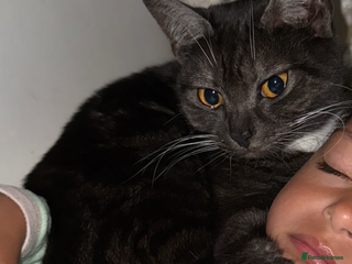 Mixed Breed cats for sale - Advert 1