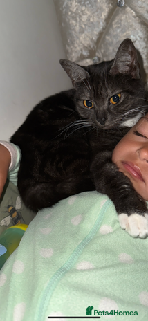 Mixed Breed cats - Advert 2