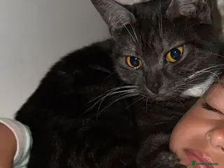 Mixed Breed cats British shorthair/ tabby girl - Advert 13