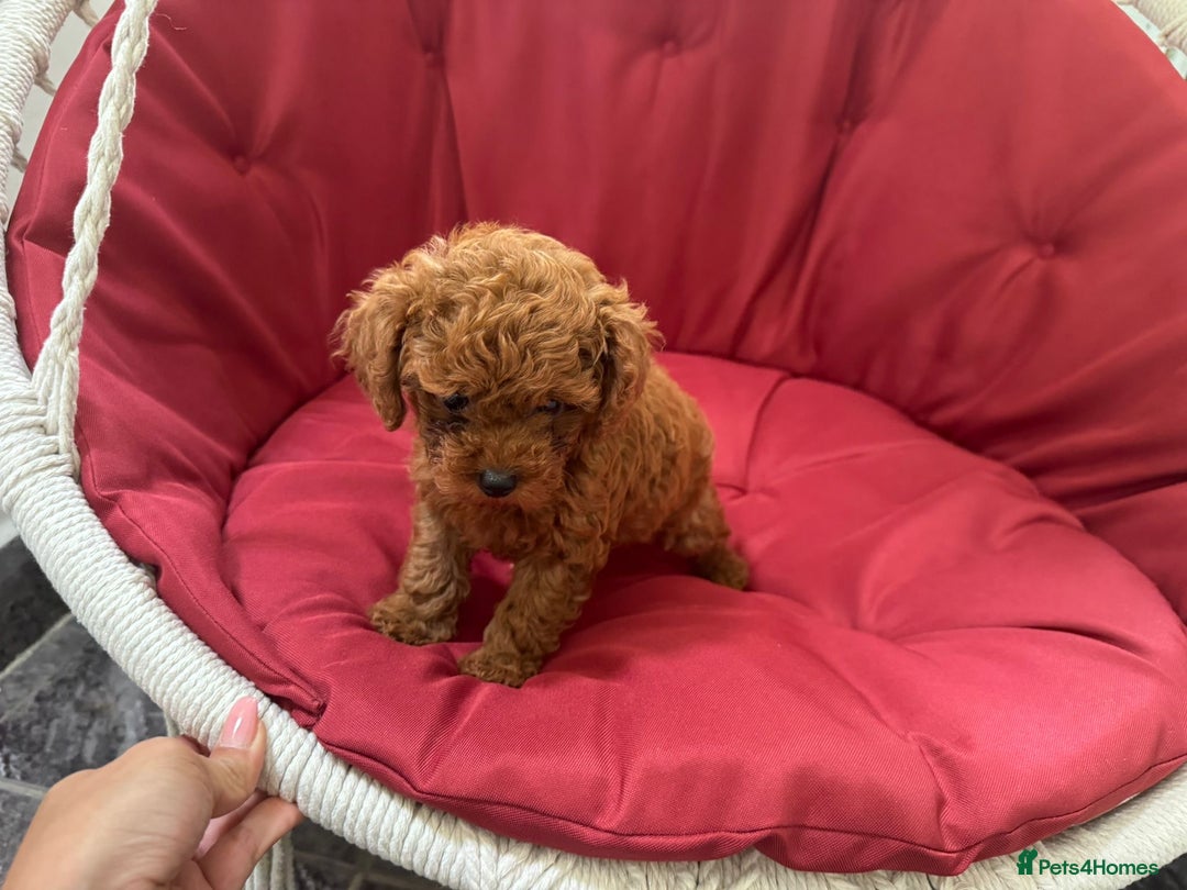 Toy Poodle dogs for sale: Poodle Toy Puppy calm, gentle, with full doc. - Image 19