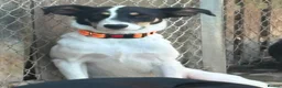 Mixed Breed dogs for adoption: Juny - Norwich Norfolk  in Norwich - Advert 7