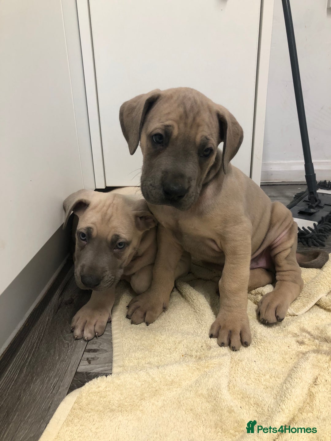 Great Dane dogs for sale: Great Dane puppies waiting list open  - Advert 8