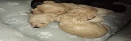 Mixed Breed dogs for sale: Border poodle puppies  in Gretna - Advert 7