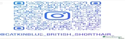 British Shorthair cats for sale: ❤️ A pair of  pedigree GCCF’ reg BSH sisters ❤️   - Advert 8