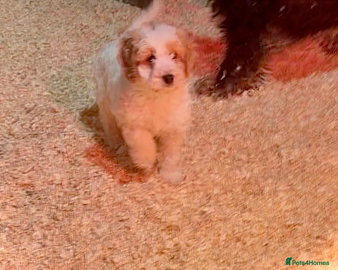 Cockapoo dogs for sale: Ready to leave F1 cockapoo - Advert 4