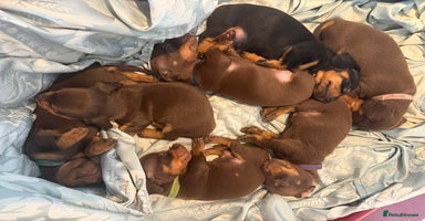 Miniature Dachshund dogs - Advert 2