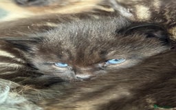 Munchkin cats for sale: Munchkin x Ragdoll Kittens For Sale ❤️ - Image 4