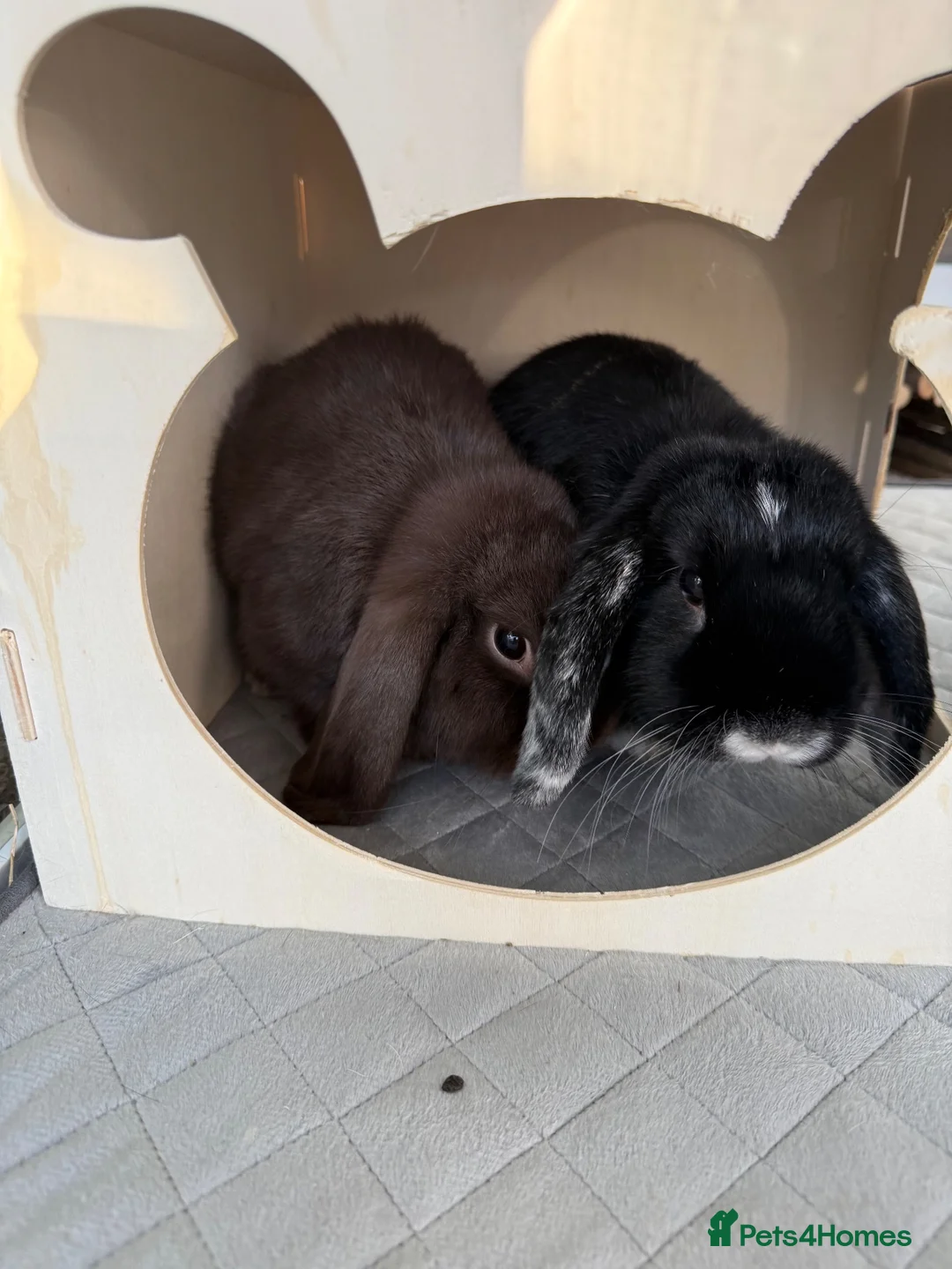 Mini Lop rabbits for sale: Rehoming 2 mixed pairs - Advert 2