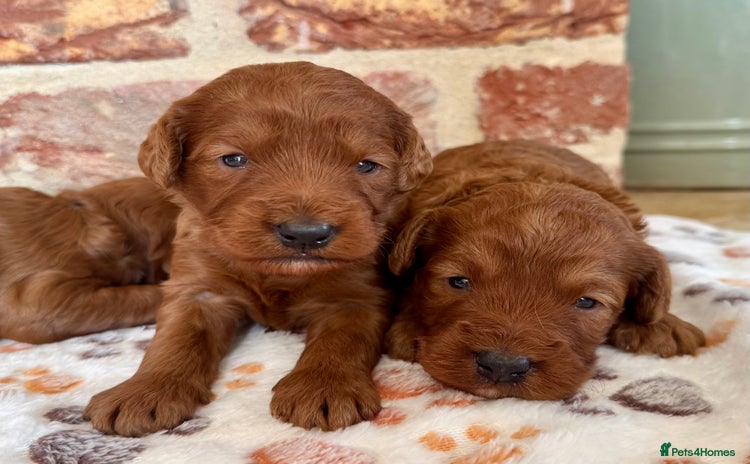 Cockapoo dogs - Advert 3