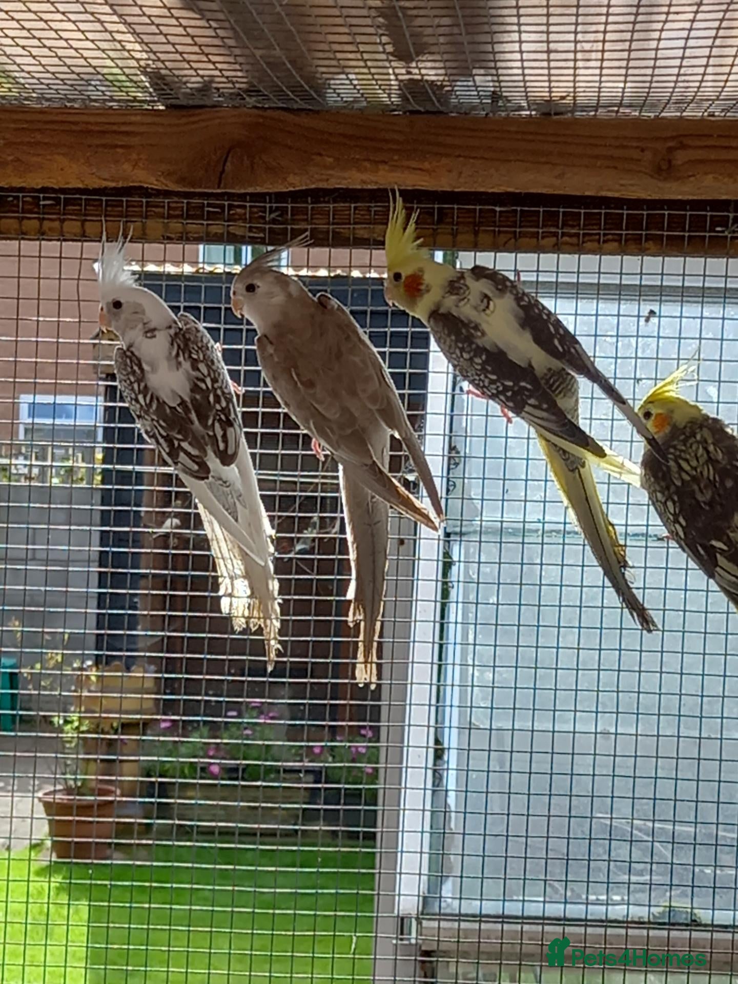 Cockatiels birds Cockatiels for sale £80 each - Advert 3