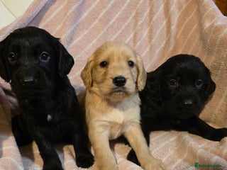 Cocker Spaniel dogs Beautiful Working KC Reg Cocker Spaniels Puppies - Advert 17