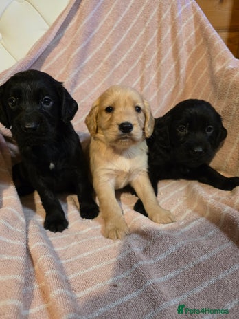 Cocker Spaniel dogs Beautiful Working KC Reg Cocker Spaniels Puppies - Advert 2