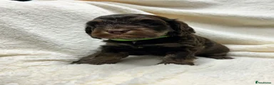 Girl green collar 